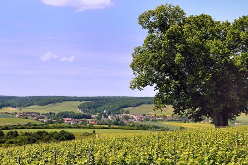 Champagne-Ardenne