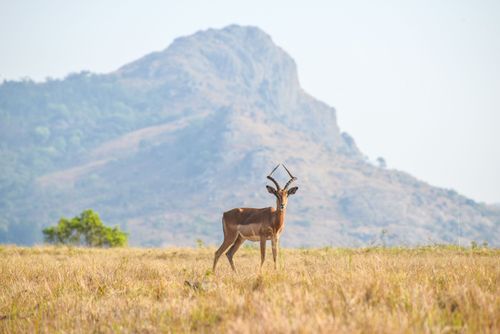 Swaziland (Eswatini)